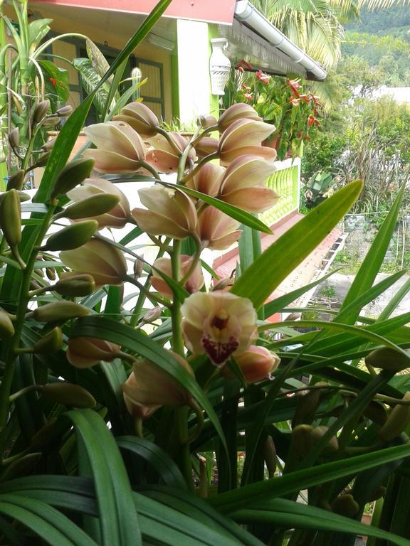 Chambres D'Hotes L'Orchidee Rose Salazie Zewnętrze zdjęcie