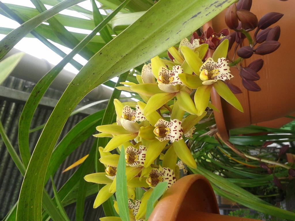 Chambres D'Hotes L'Orchidee Rose Salazie Zewnętrze zdjęcie